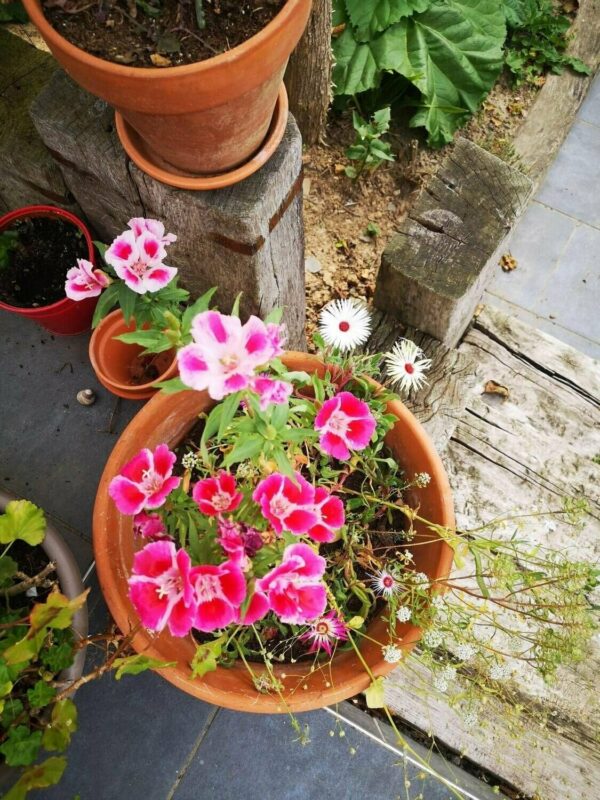 Zoom sur les fleurs des champs des cartes à planter
