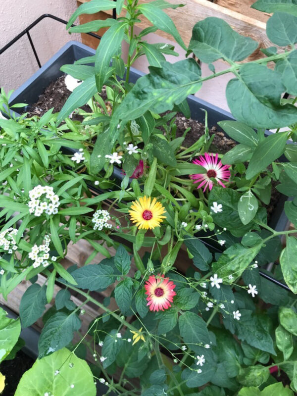 fleurs des champs obtenues grâce aux cartes à planter