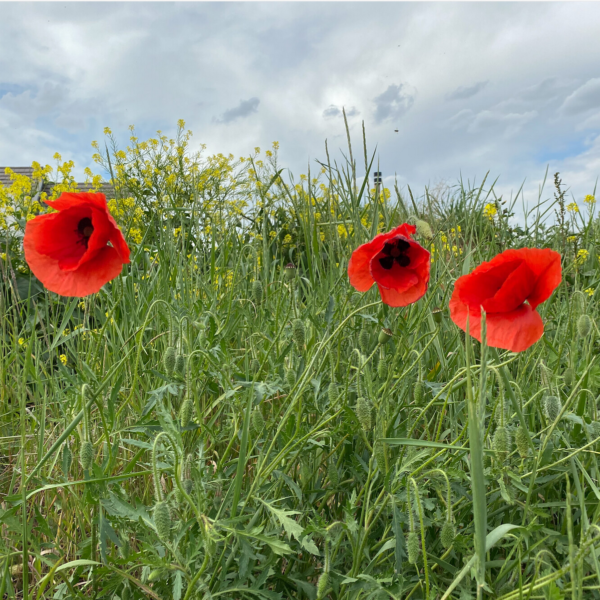 Graines coquelicots